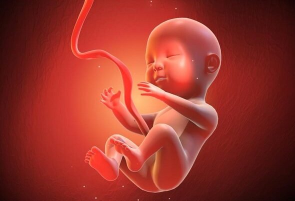 ilustrasi-janin-3_169